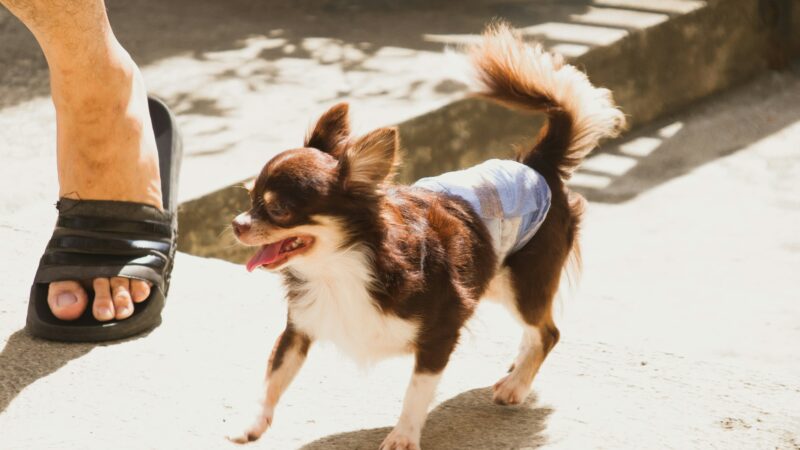best dog diapers for incontinent senior dogs in 2026