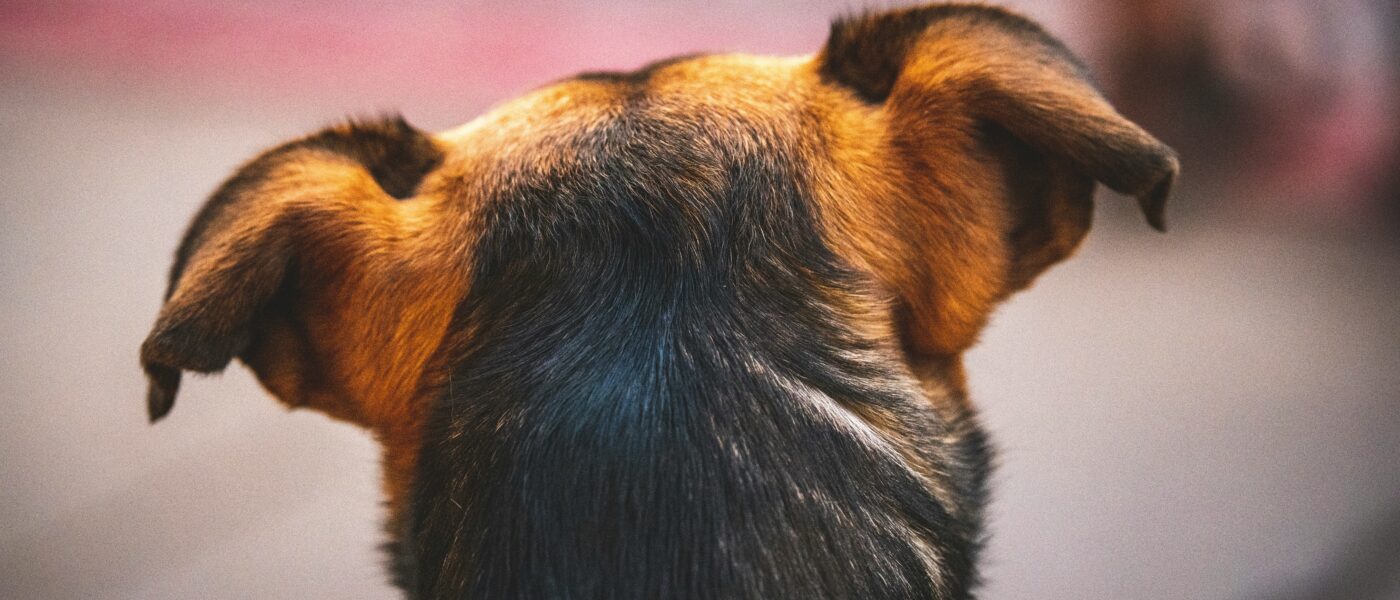 Best Dog Ear Cleaning Solutions in 2026: Why Floppy-Eared Breeds Need Weekly Cleaning