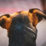 best dog ear cleaning solutions in 2026