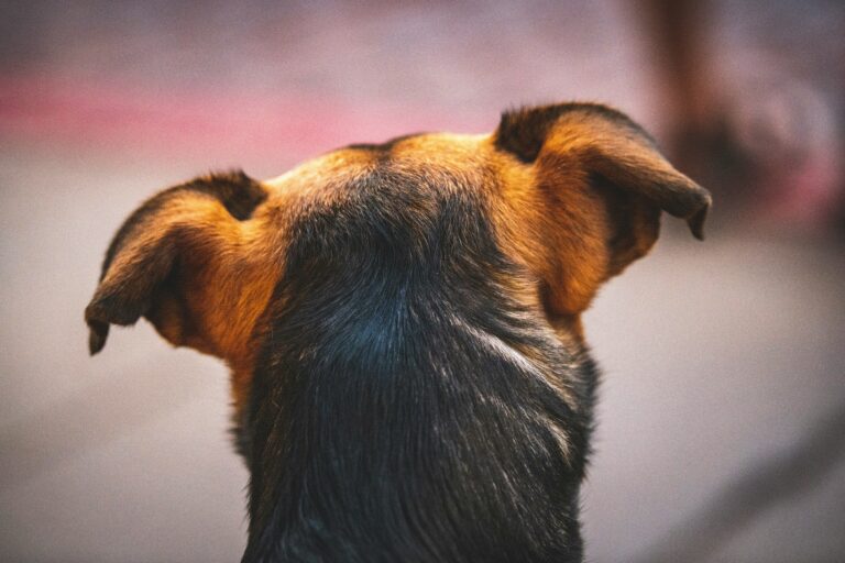 best dog ear cleaning solutions in 2026