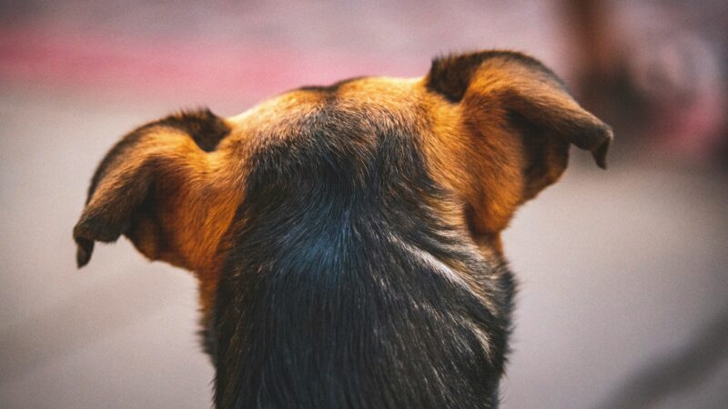 best dog ear cleaning solutions in 2026