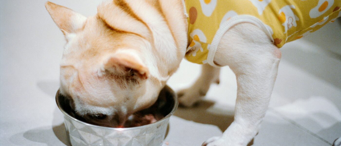 Best Dog Foods for Food Allergies in 2026: Limited-Ingredient and Novel-Protein Picks