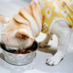 best dog food for allergies in 2026