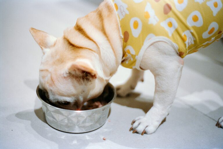 best dog food for allergies in 2026