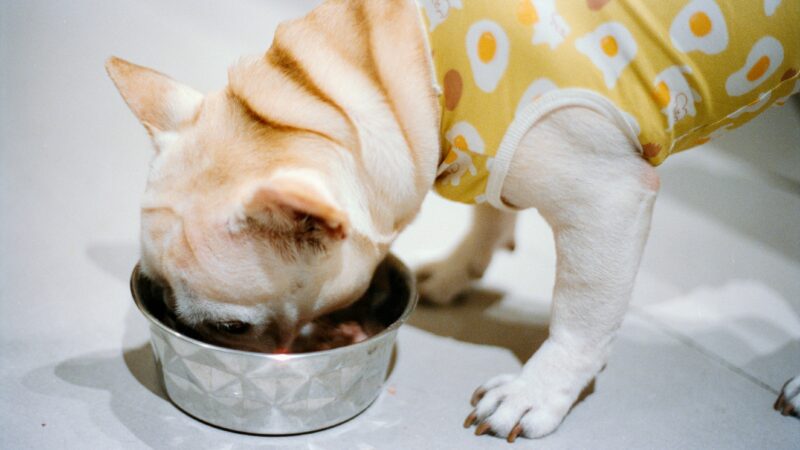 best dog food for allergies in 2026