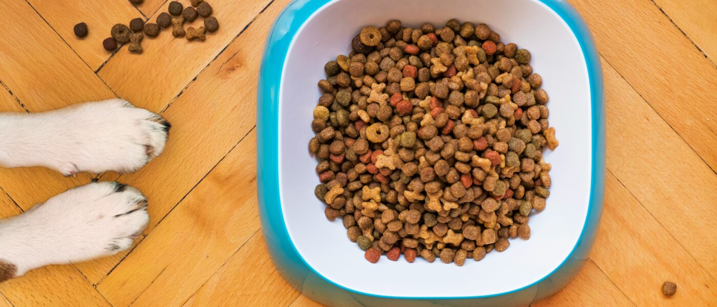 Best Dog Food for Sensitive Stomachs in 2026: 5 Picks That Stop the Vomiting Cycle