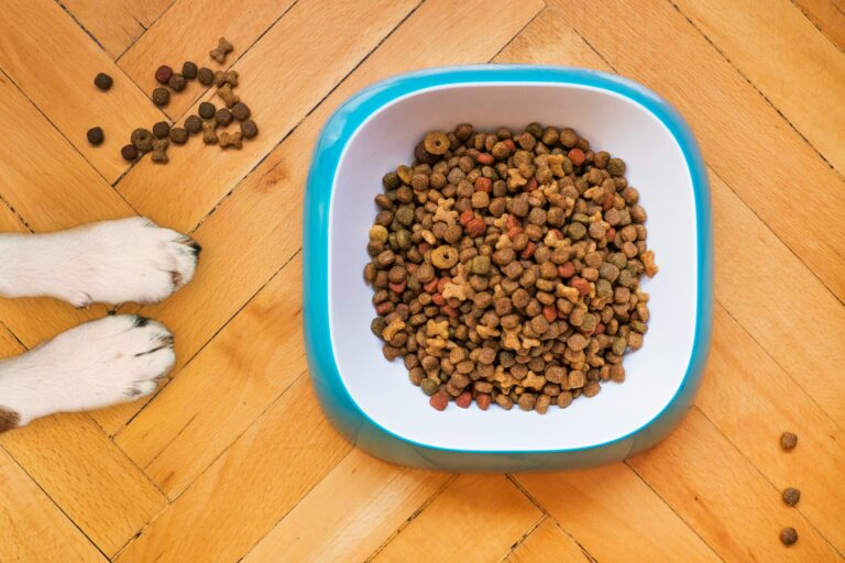 best dog food for sensitive stomachs in 2026
