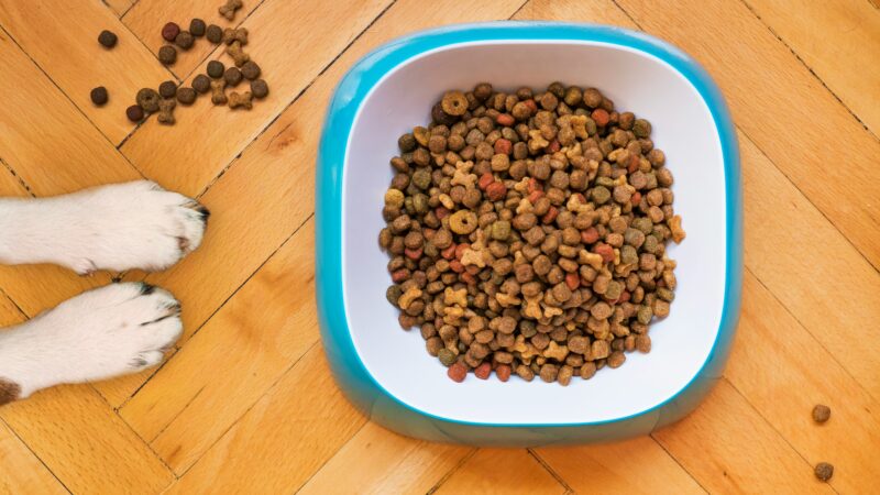 best dog food for sensitive stomachs in 2026