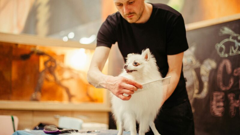 best dog grooming tables in 2026