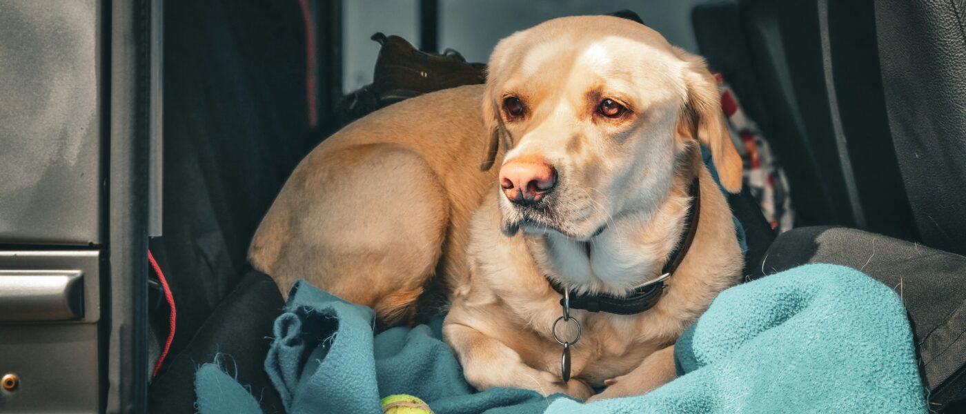 Best Dog Hammocks for Cars in 2026: 5 Top-Rated Hammocks for Safe, Clean, and Comfortable Travel