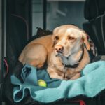 best dog hammocks for cars in 2026