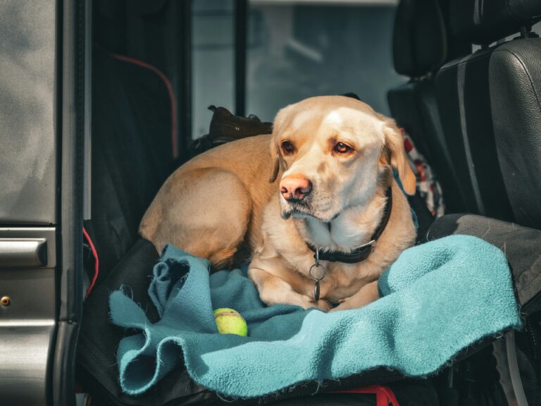 best dog hammocks for cars in 2026