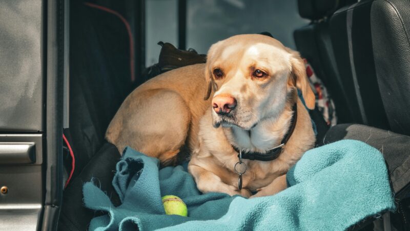 best dog hammocks for cars in 2026