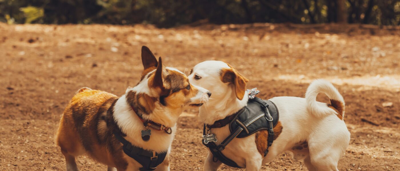 Best Dog Harnesses for Small Dogs in 2026: Comfortable, Secure, and Escape-Proof Picks for Toy and Small Breeds