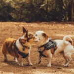 best dog harnesses for small dogs in 2026