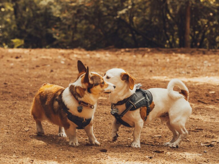 best dog harnesses for small dogs in 2026