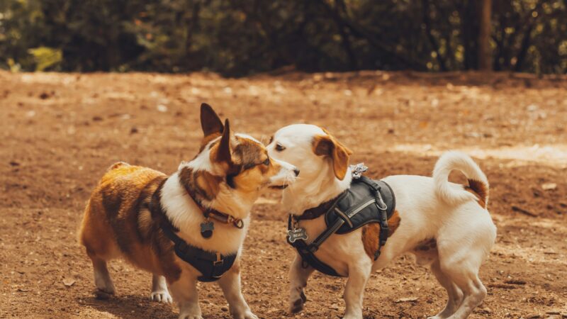best dog harnesses for small dogs in 2026