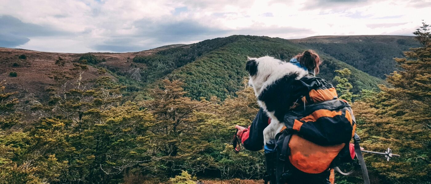 Best Dog Hiking Backpacks in 2026: Top Saddlebag Packs for Active Dogs on Trail