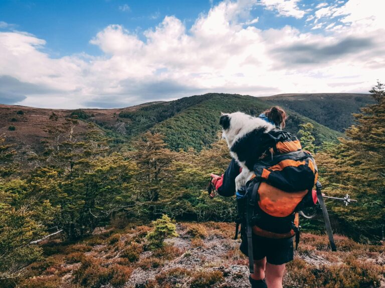 best dog hiking backpacks in 2026