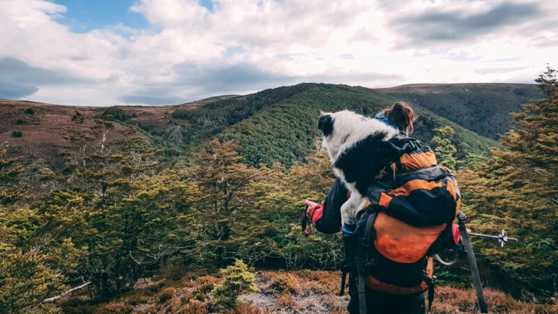 best dog hiking backpacks in 2026