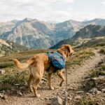 best dog hiking backpacks in 2026