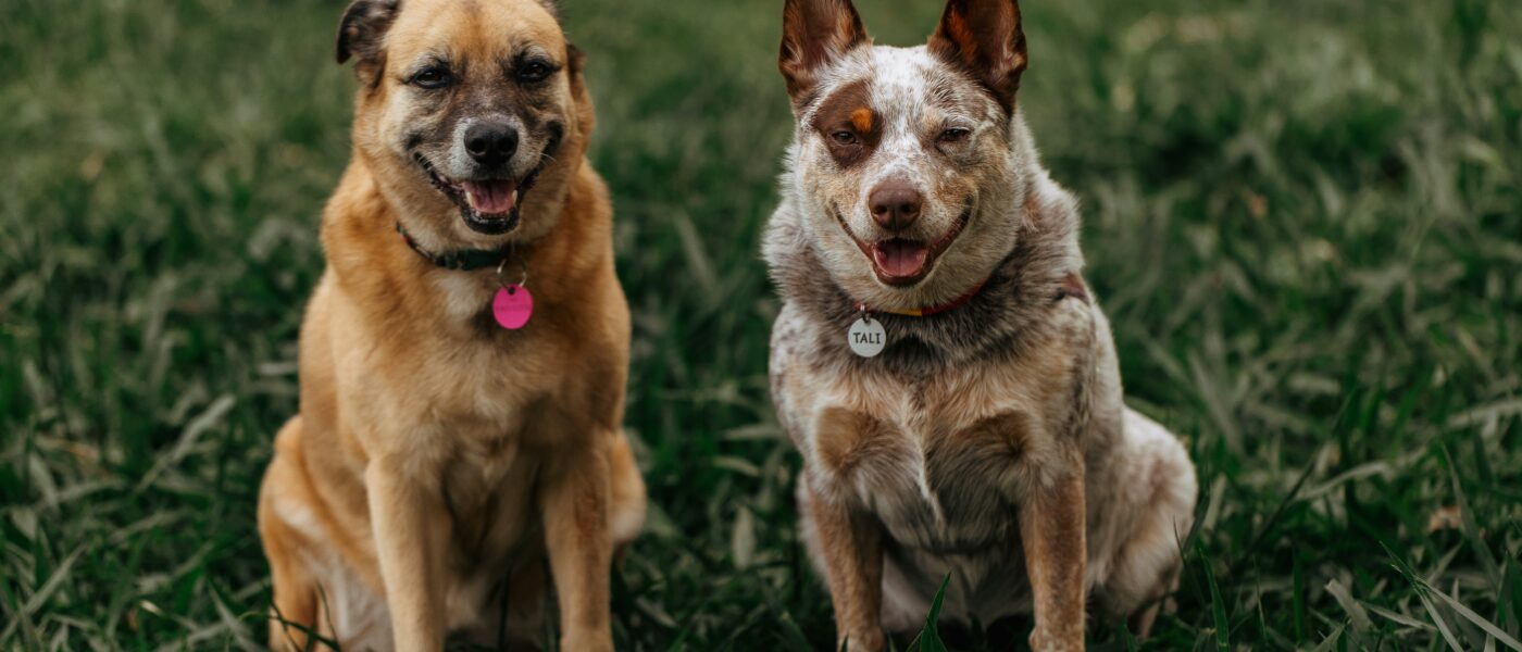 Best Dog ID Tags and Collar Tags in 2026: What Gets a Lost Dog Home Fast
