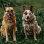 best dog ids and collar tags in 2026