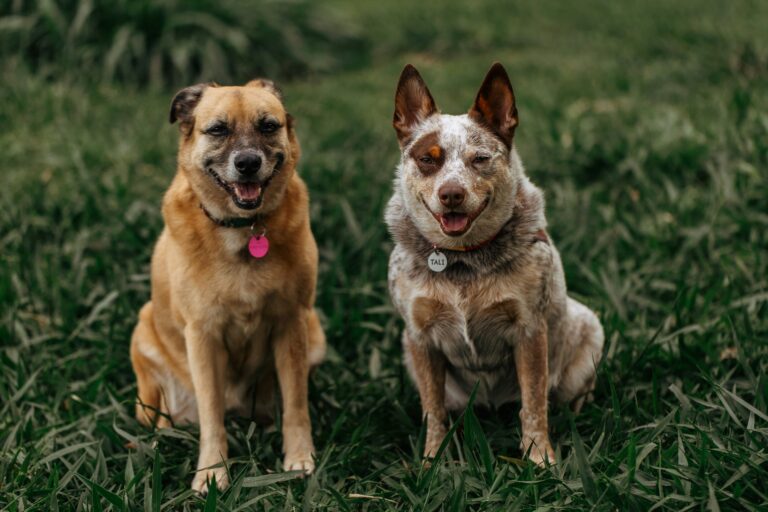 best dog ids and collar tags in 2026