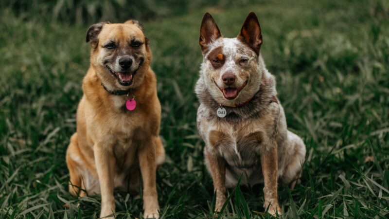 best dog ids and collar tags in 2026