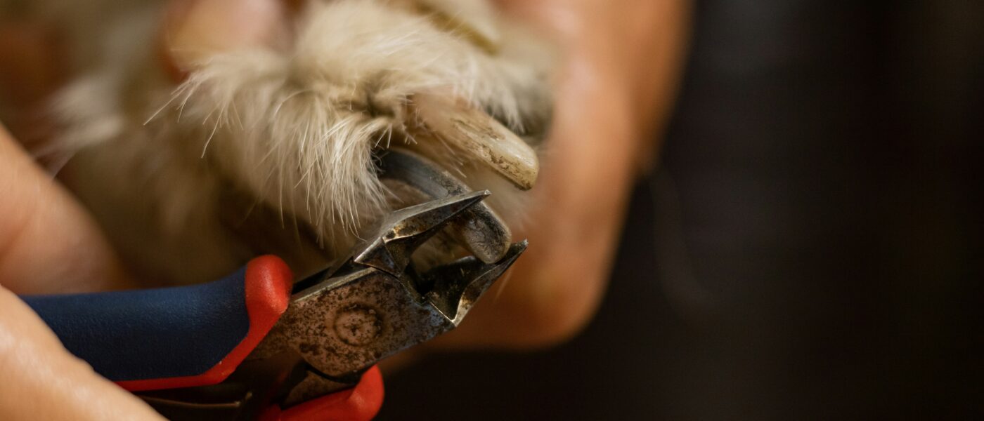 Best Dog Nail Grinders in 2026: 5 Top-Rated Picks for Safe, Quiet, and Anxiety-Free Nail Care