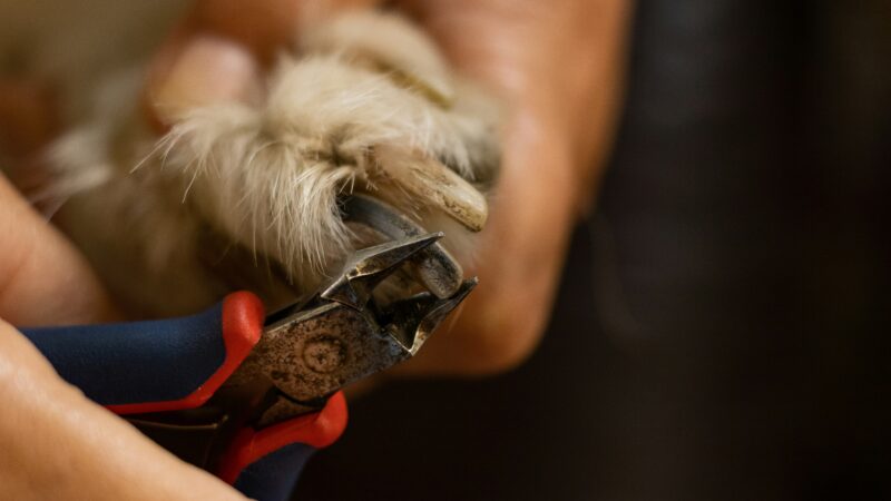 best dog nail grinders in 2026