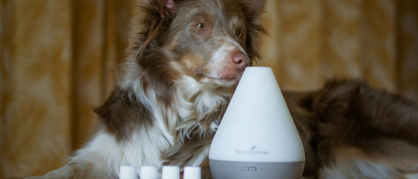 Best Dog Pheromone Diffusers in 2026: 5 Top-Rated Picks for Anxiety, Multi-Dog Households, and Calm Behavior