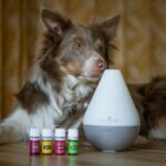 best dog pheromone diffusers in 2026