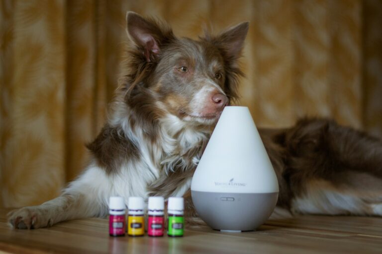 best dog pheromone diffusers in 2026