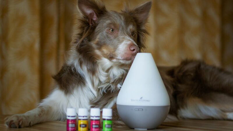 best dog pheromone diffusers in 2026