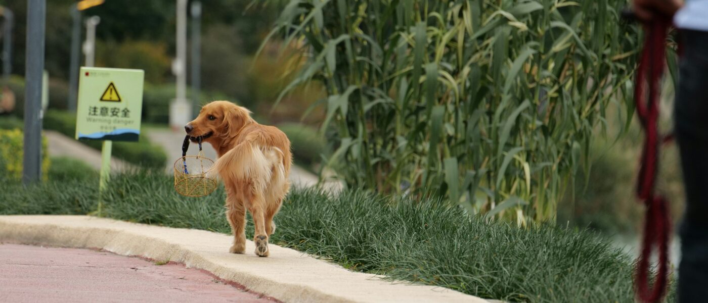 Best Dog Poop Bags and Dispensers in 2026: 5 Leak-Proof Picks for Every Walk