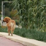 best dog poop bags and dispensers in 2026