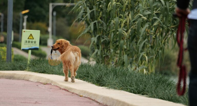 best dog poop bags and dispensers in 2026