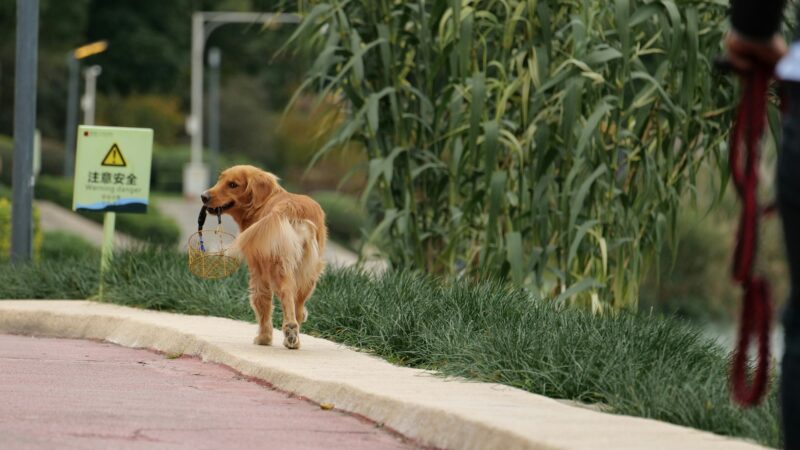 best dog poop bags and dispensers in 2026