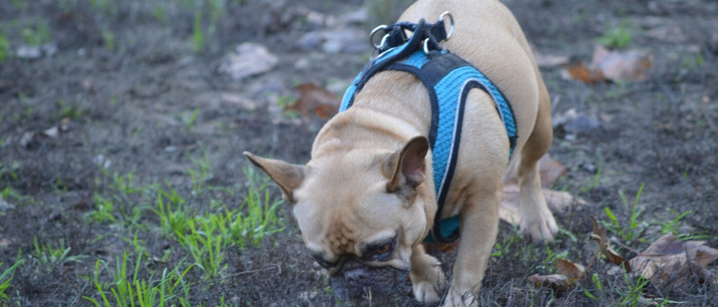 Best Dog Poop Scoopers in 2026: 5 Picks for Quick, Bend-Free Yard Cleanup