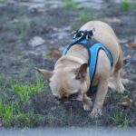 best dog poop scoopers in 2026