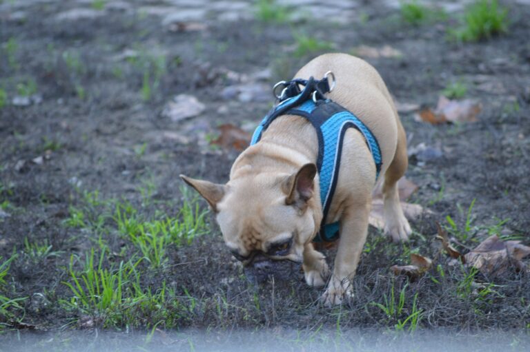 best dog poop scoopers in 2026