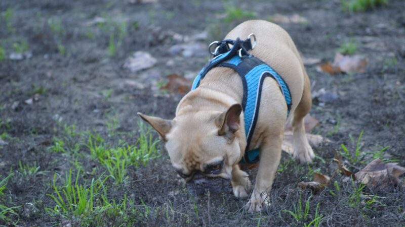 best dog poop scoopers in 2026