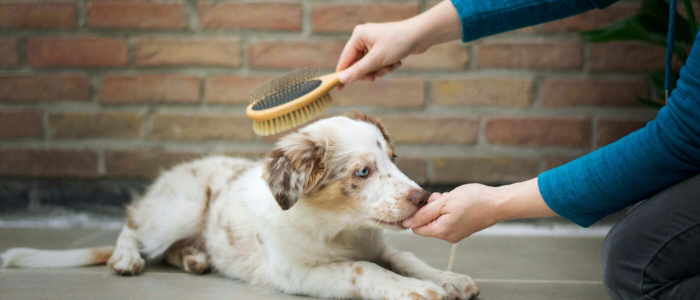 Best Dog Shedding Tools for Deshedding in 2026: 5 Top-Rated Picks for Undercoat Removal, Tangle-Free Brushing, and Heavy Shedders