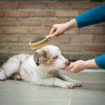 best dog shedding tools for deshedding in 2026