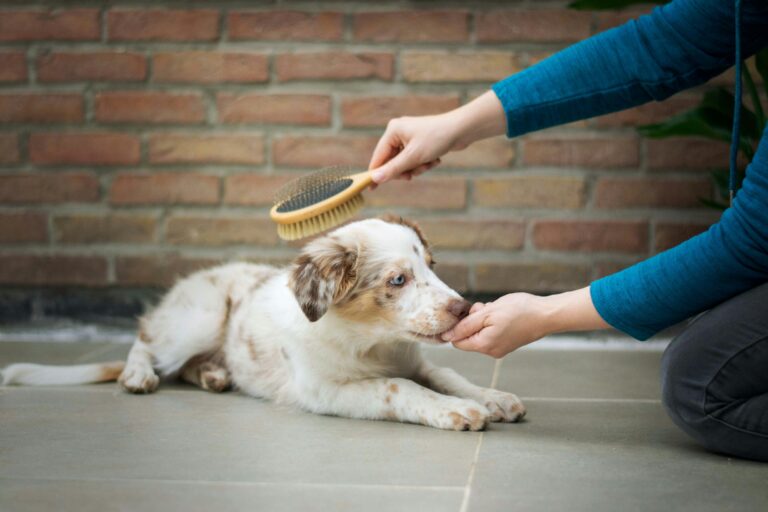 best dog shedding tools for deshedding in 2026