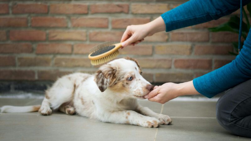 best dog shedding tools for deshedding in 2026