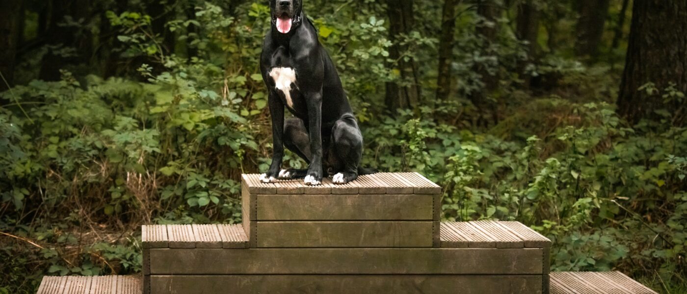 Best Dog Stairs and Ramps for Senior Dogs in 2026: 5 Top-Rated Picks for Bed, Couch, and Car Access