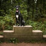 best dog stairs and ramps for senior dogs in 2026