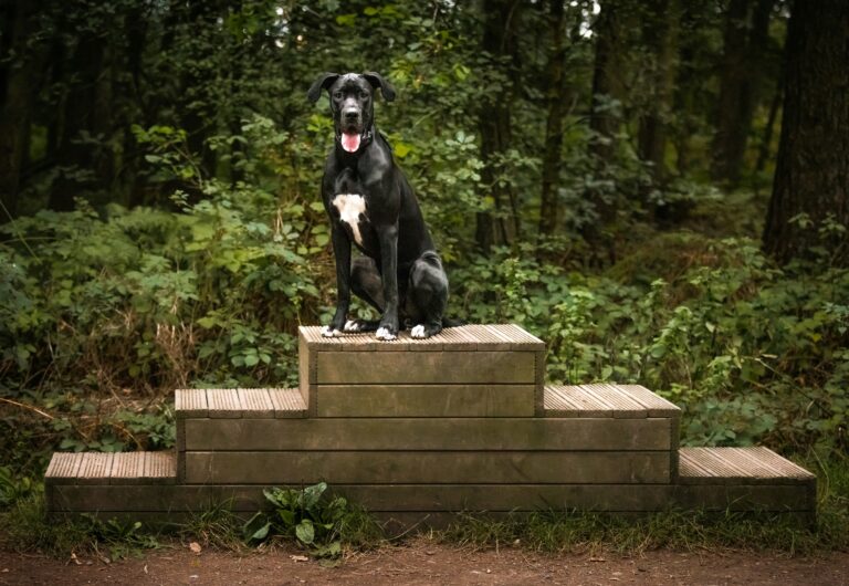 best dog stairs and ramps for senior dogs in 2026